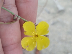 Eulobus crassifolius