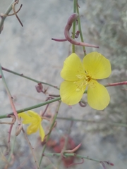 Eulobus crassifolius