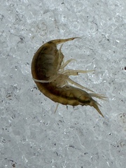 Gammarus fasciatus