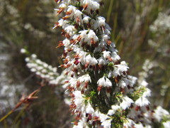 Erica penicilliformis