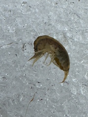Gammarus fasciatus