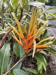 Heliconia longiflora
