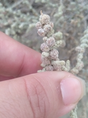 Atriplex julacea