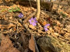 Hepatica