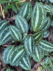 Goeppertia roseopicta