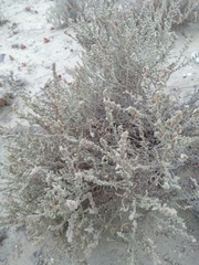 Atriplex julacea