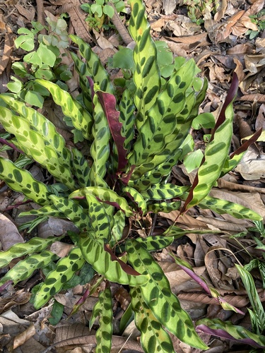Foto de Maranta cascavel