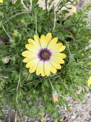 Dimorphotheca fruticosa