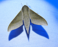 Xylophanes porcus