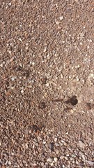 Pogonomyrmex rugosus