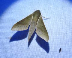 Xylophanes porcus