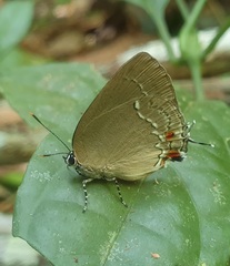 Strephonota cyllarissus