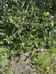 Ceanothus