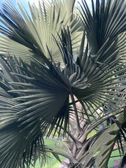 Borassus flabellifer