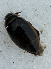 Dytiscus harrisii