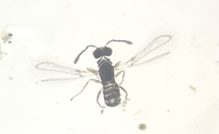 Anaphes