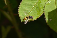 Simosyrphus grandicornis