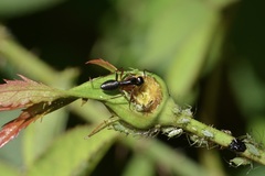 Myrmophyma