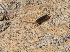 Ligia exotica