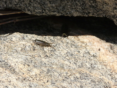 Ligia exotica