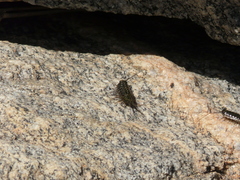 Ligia exotica