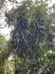 Dracaena fragrans