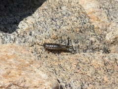Ligia exotica