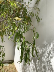 Salix babylonica tortuosa