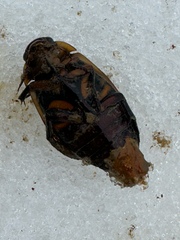 Dytiscus harrisii