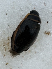 Dytiscus harrisii