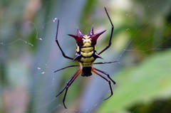 Micrathena kirbyi