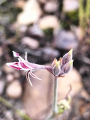 Pelargonium pilosellifolium