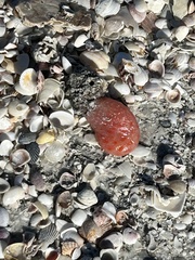 Aplidium