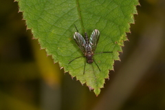 Atherimorpha