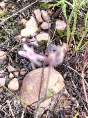 Pelargonium pilosellifolium