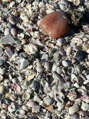 Aplidium