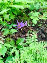 Primula fassettii