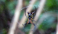 Micrathena kirbyi