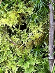Thuidium