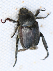 Hoplia praticola