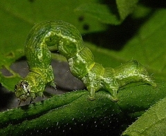 Ponometia erastrioides