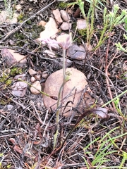 Pelargonium pilosellifolium