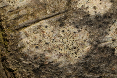 Arthonia radiata