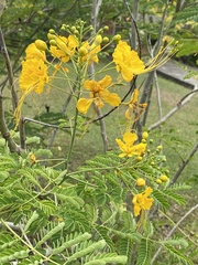 Caesalpinia