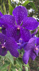 Vanda