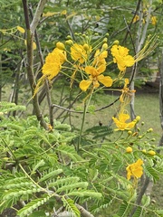 Caesalpinia