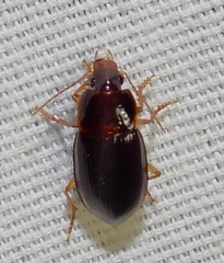 Notiobia terminata