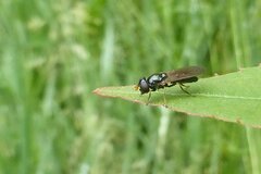 Cheilosia pagana