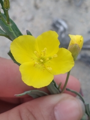 Eulobus crassifolius