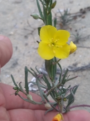 Eulobus crassifolius
